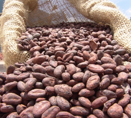Granos de cacao.
