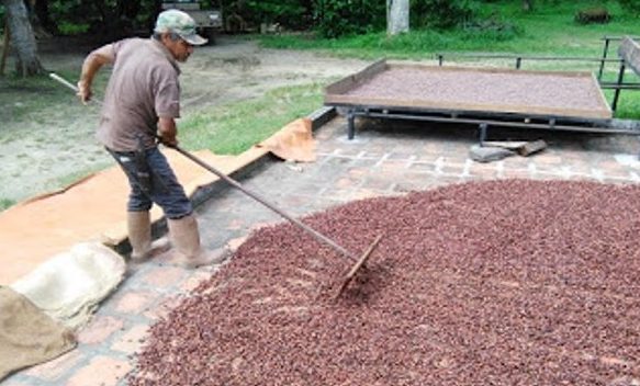 Secado de cacao en patio.